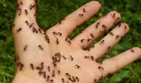 Spécialiste pour la désinsectisation de fourmis dans des maisons à Vélizy-Villacoublay
