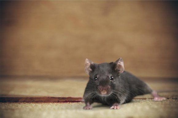Aide pour éliminer des souris dans une maison par entreprise spécialisée à Paris