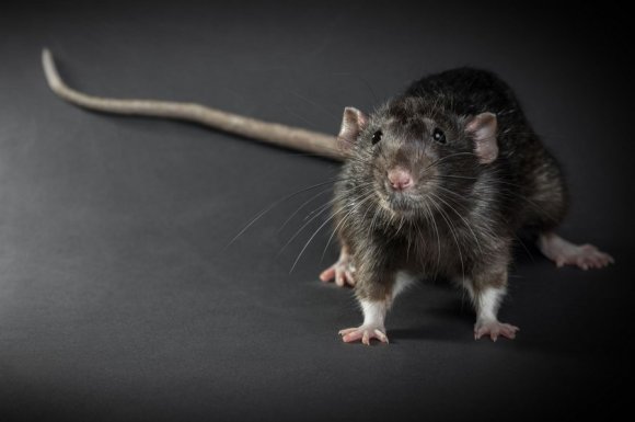 Entreprise pour intervention d’urgence après invasion de rats Paris