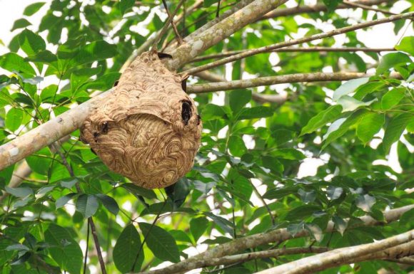 Professionnel pour la destruction de nids de guêpes Paris