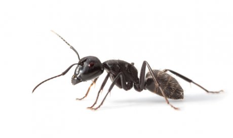 Entreprise pour se débarrasser des fourmis à Vias