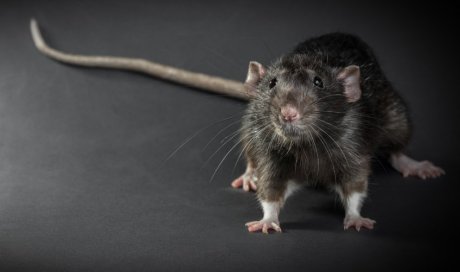 Comment se débarrasser des rats sous toiture ?